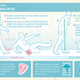 Illustration for article titled Penguins teach humans to walk on ice without getting injured